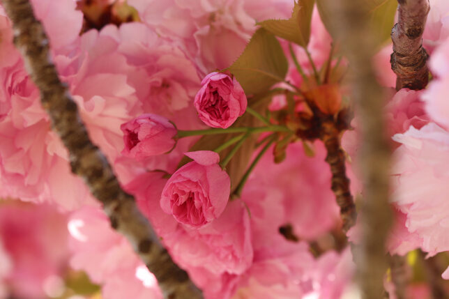 Cherry Blossoms Washington