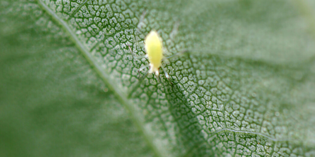 Insect leaf
