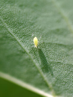 Insect leaf