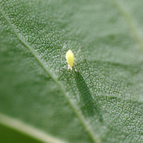 Insect leaf