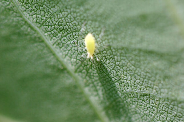 Insect leaf