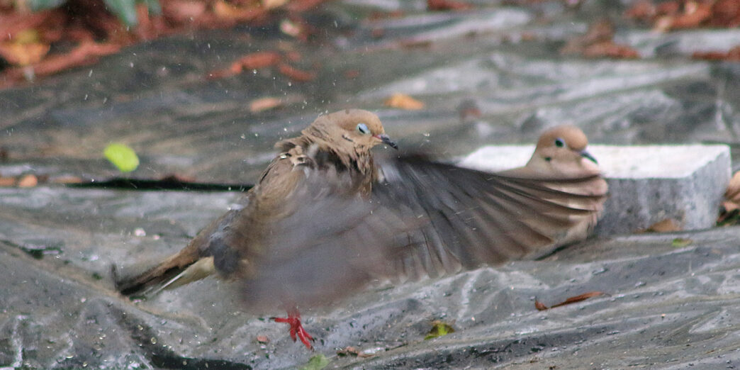 Mourning dove