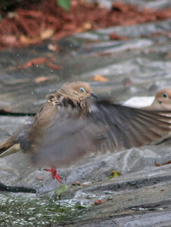 Mourning dove