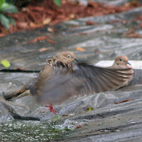 Mourning dove