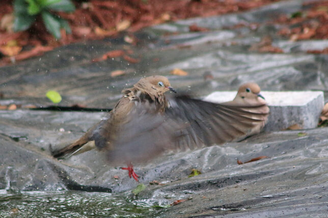 Mourning dove