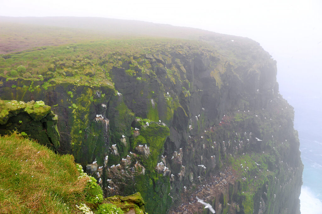 The Westernmost Point in Europe: Látrabjarg Bird Cliff in Iceland