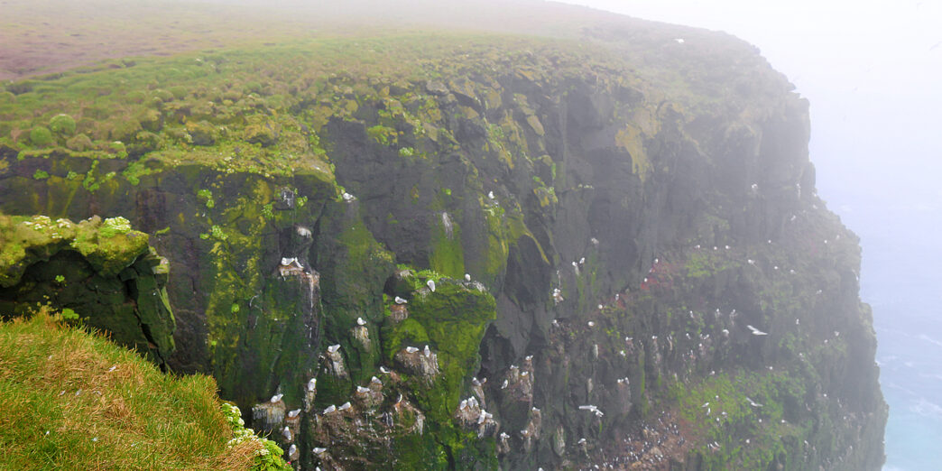 Látrabjarg Bird Cliffs Iceland