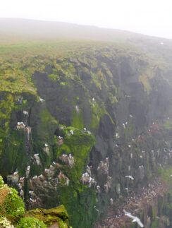 Látrabjarg Bird Cliffs Iceland