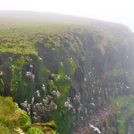 Látrabjarg Bird Cliffs Iceland