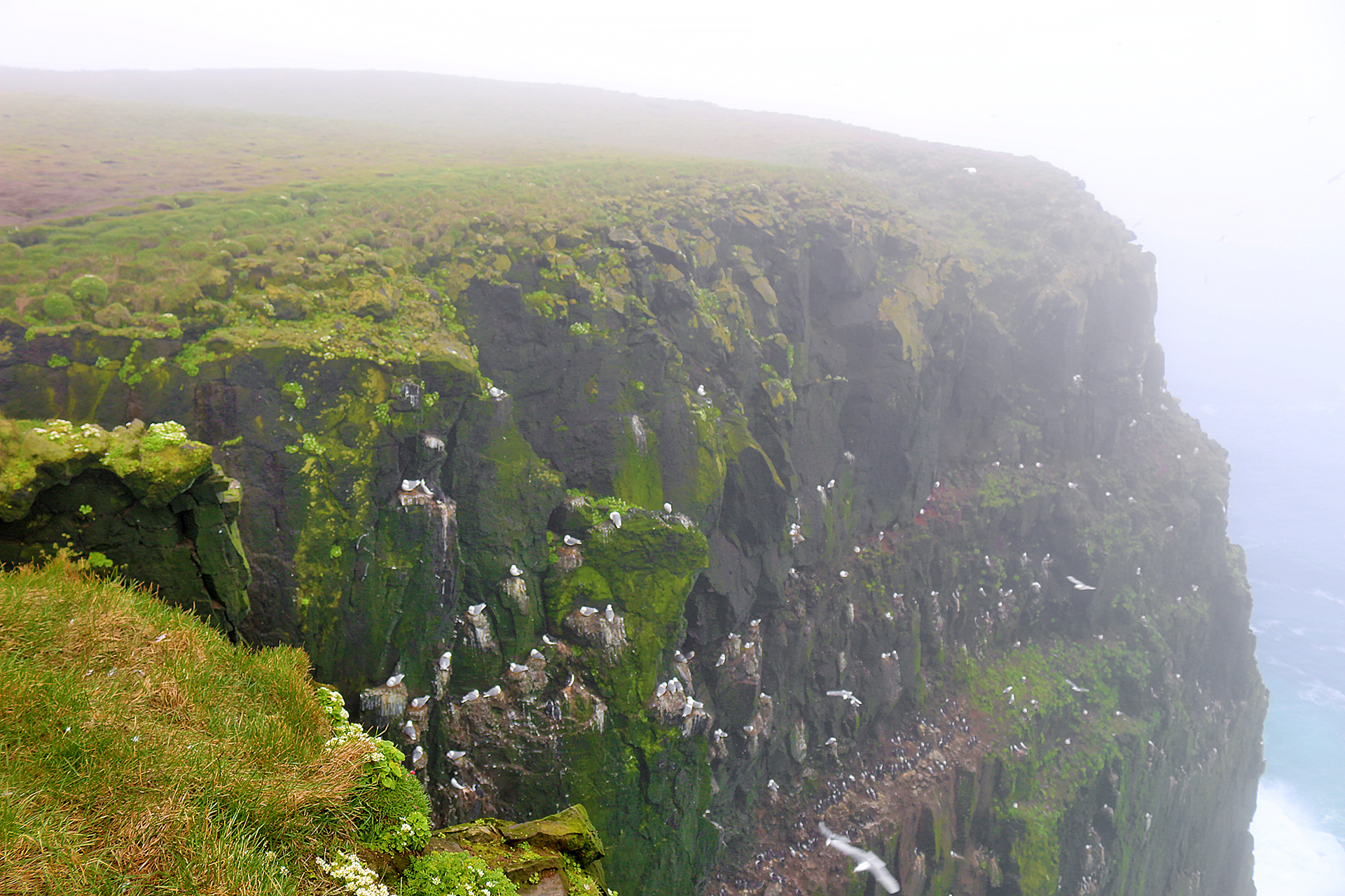 Látrabjarg Bird Cliffs Iceland