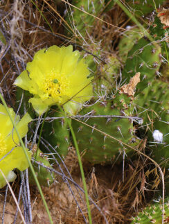 Prickly Pear Cactus