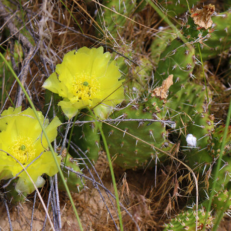 Prickly Pear Cactus