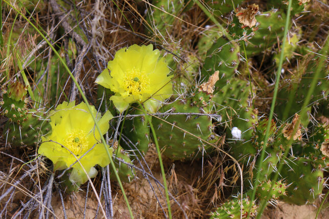 Prickly Pear Cactus