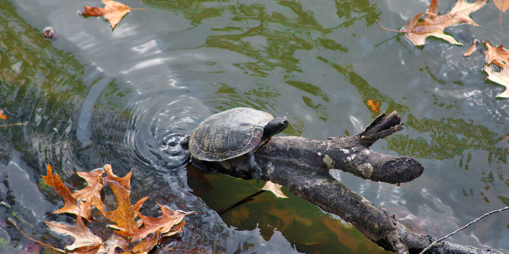Turtle Mississippi