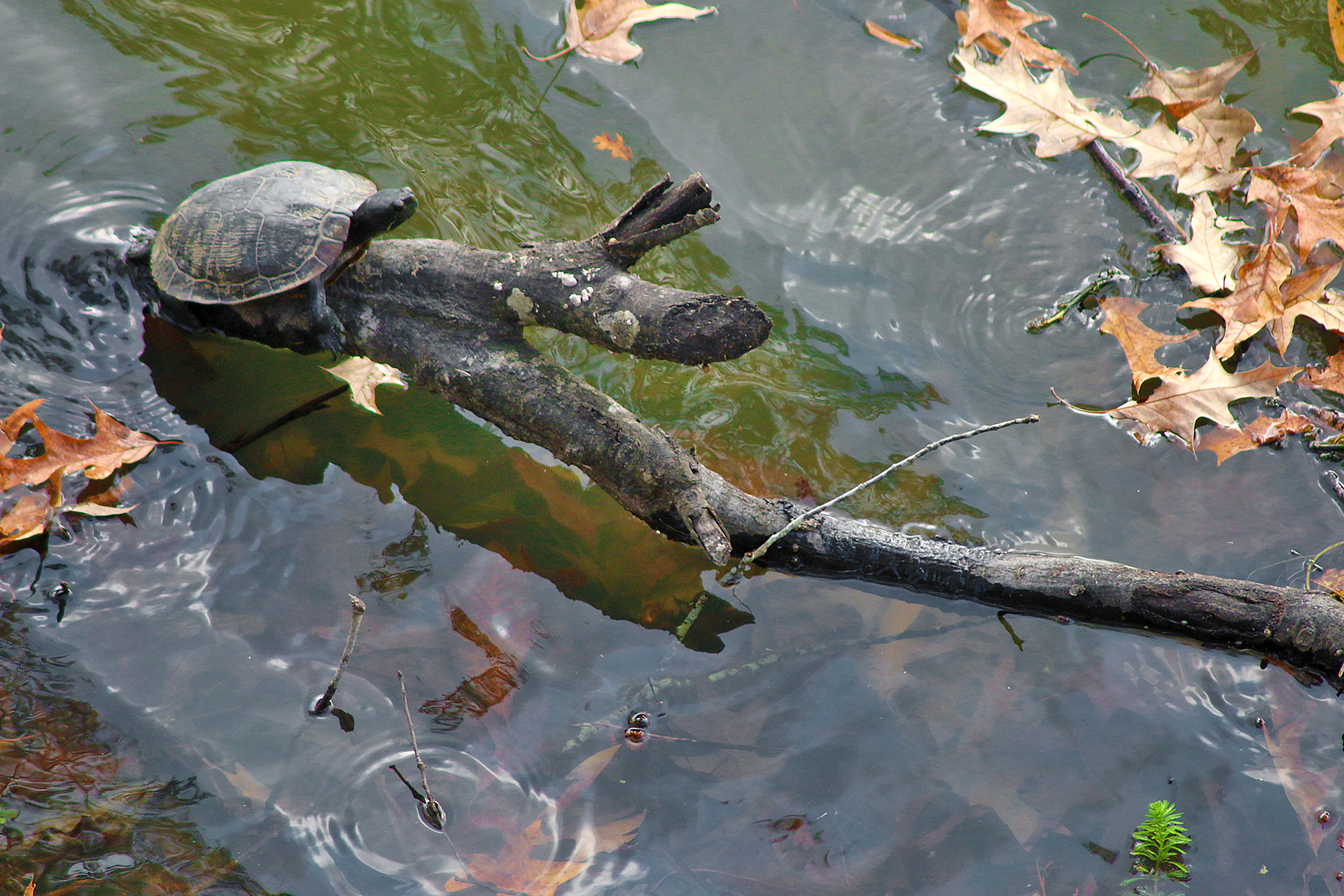 Turtle Mississippi