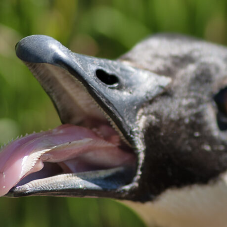 Canada goose