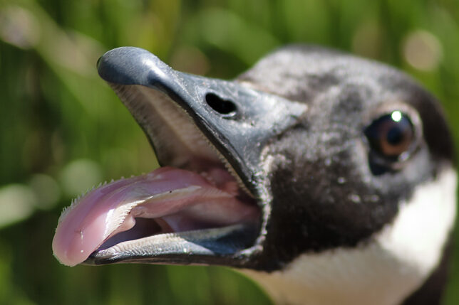 Canada goose