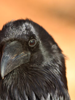 Crow