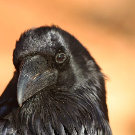 Crow