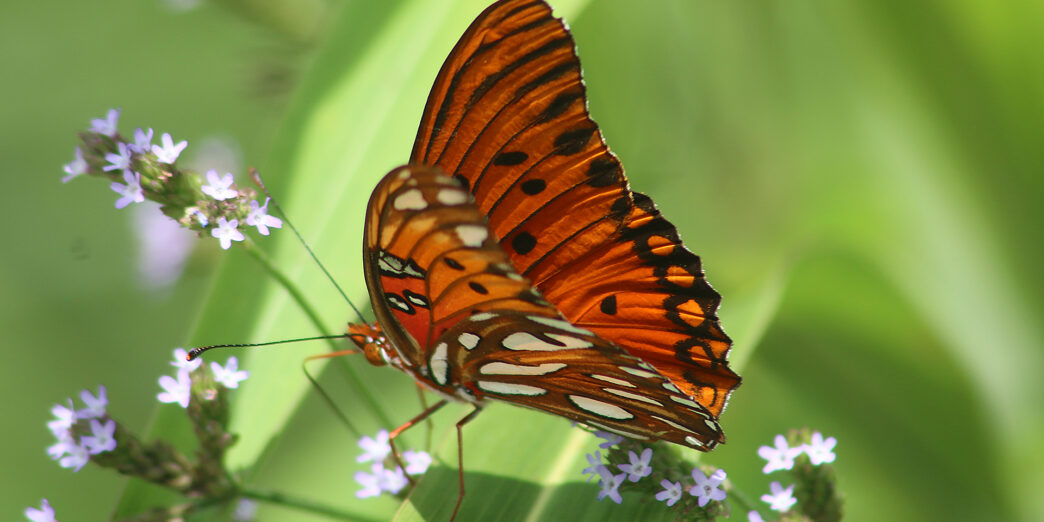 Gulf Fritillary or Dione Vanillae Butterfly
