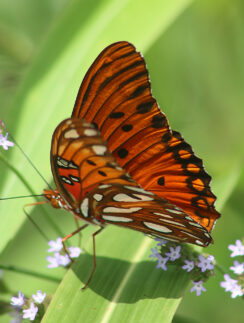 Gulf Fritillary or Dione Vanillae Butterfly