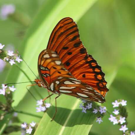 Gulf Fritillary or Dione Vanillae Butterfly