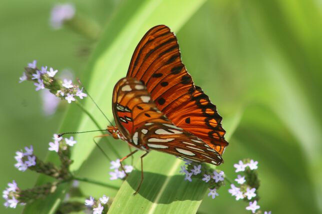 Gulf Fritillary or Dione Vanillae Butterfly