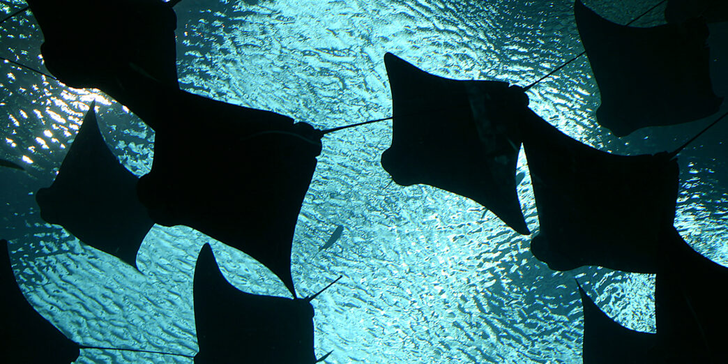 Manta Rays Georgia Aquarium