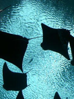 Manta Rays Georgia Aquarium