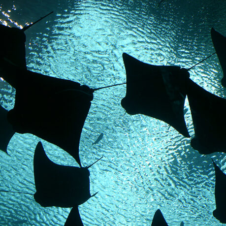 Manta Rays Georgia Aquarium