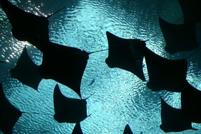 Manta Rays Georgia Aquarium