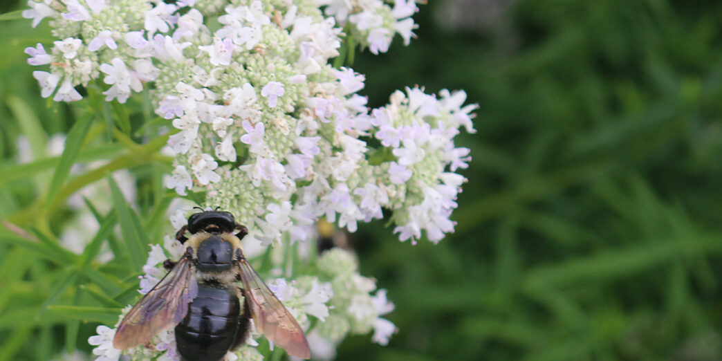 a bee on a flower