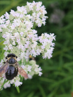 a bee on a flower