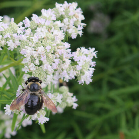 a bee on a flower