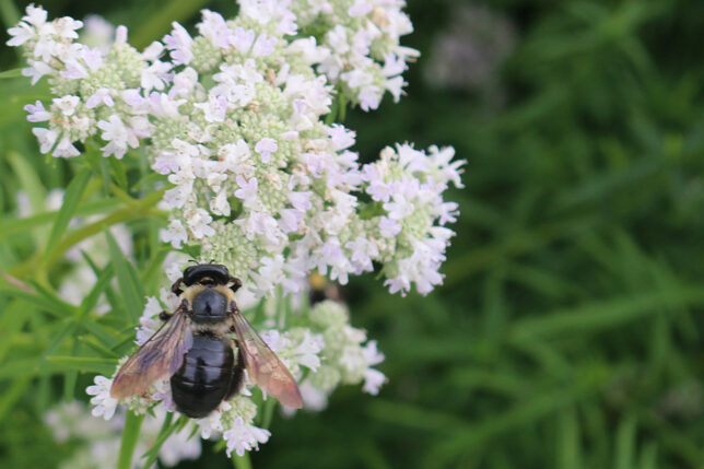a bee on a flower