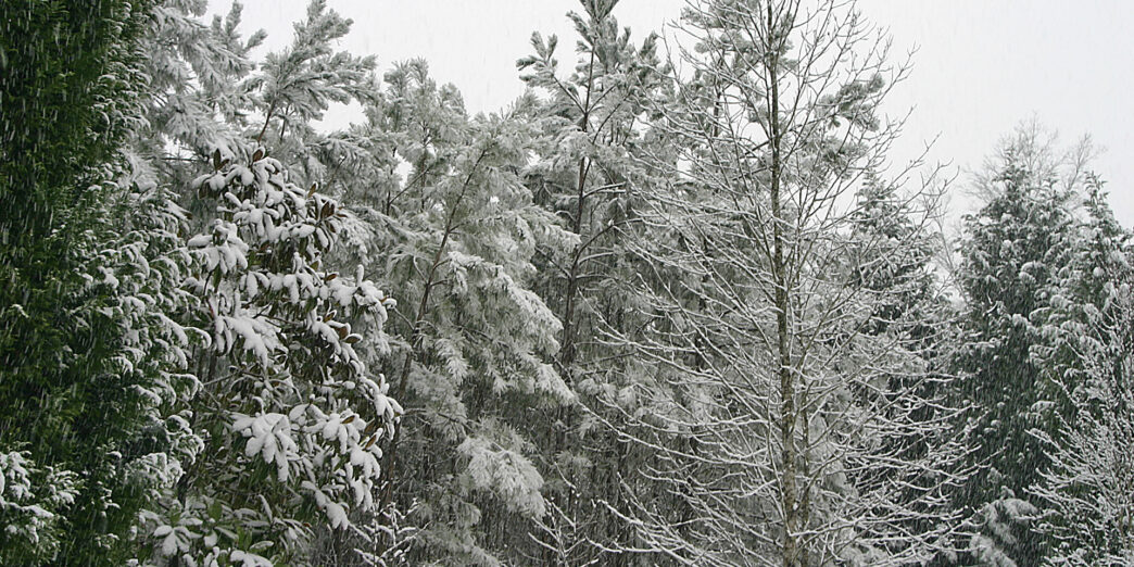 snow covered trees in a forest