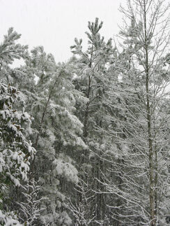 snow covered trees in a forest