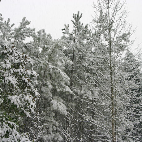 snow covered trees in a forest