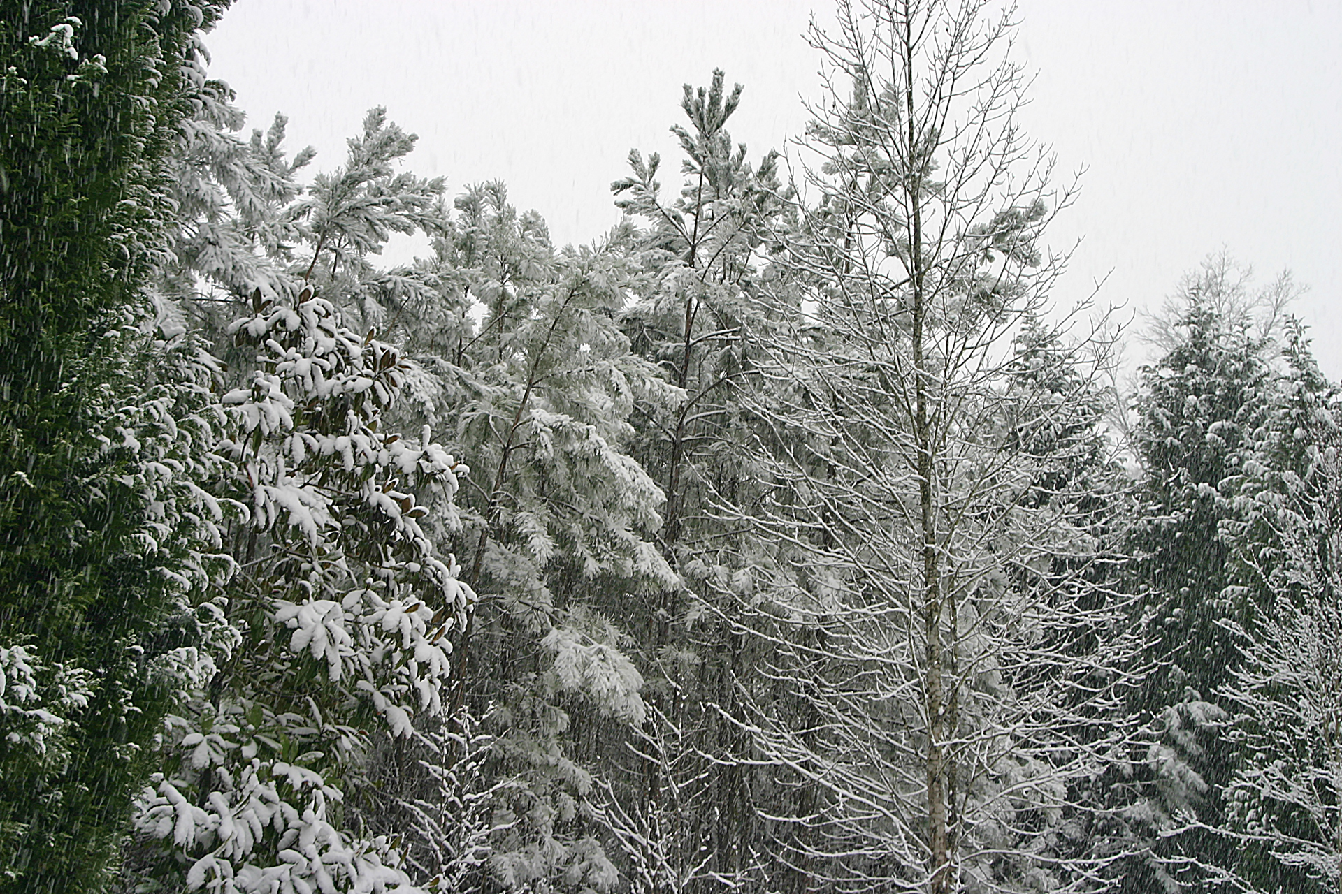 snow covered trees in a forest