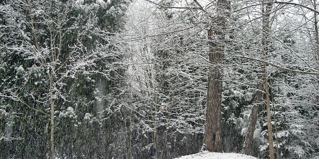 snow covered trees in a forest