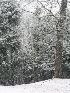 snow covered trees in a forest