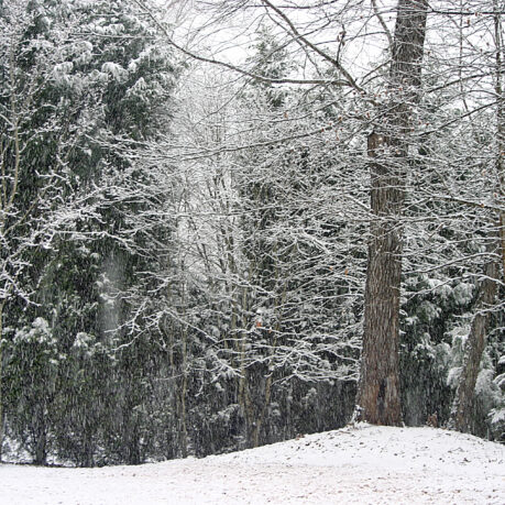 snow covered trees in a forest