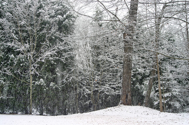 snow covered trees in a forest
