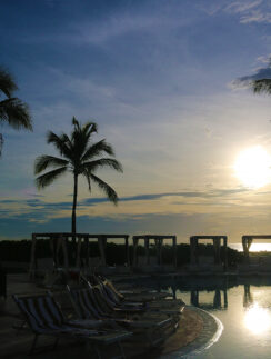 a pool with palm trees and chairs