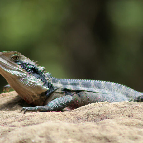 a lizard on a rock