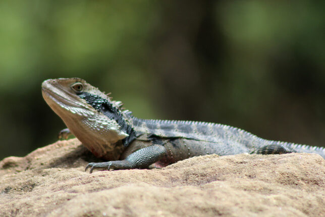 a lizard on a rock