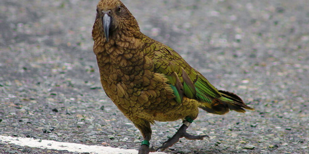 a bird walking on the road