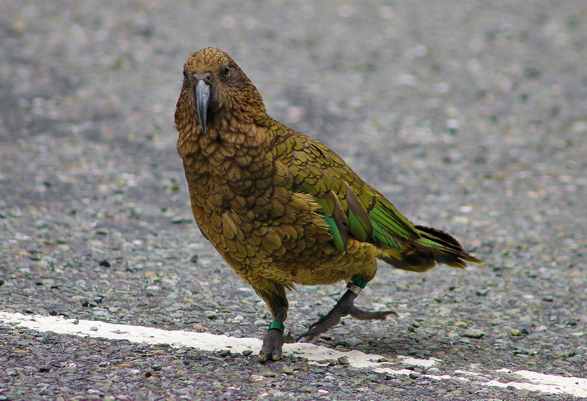 a bird walking on the road