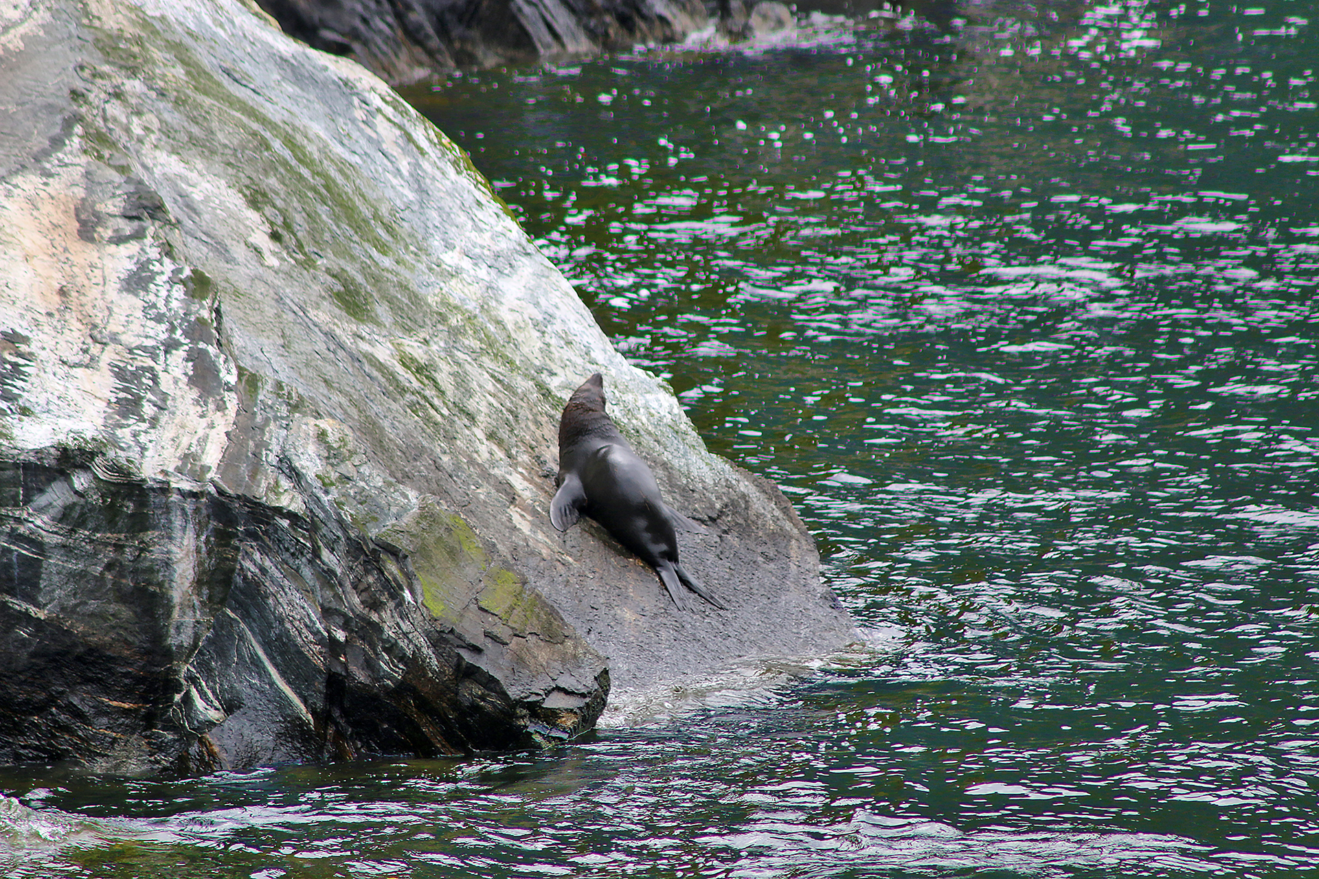 a seal on a rock by water