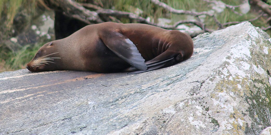 a seal lying on a rock